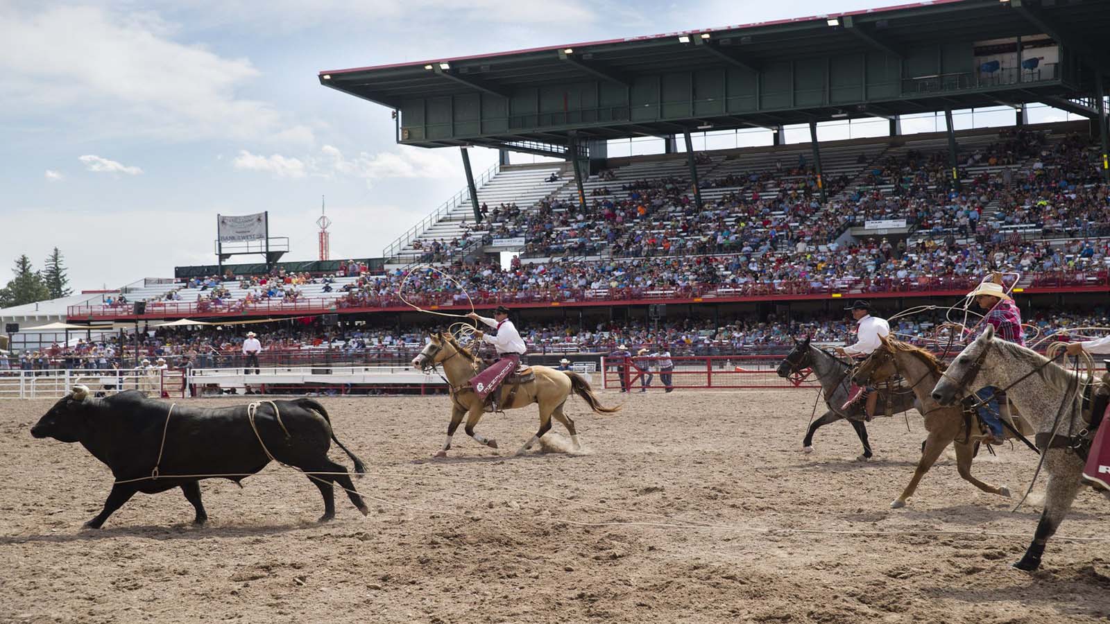 What Are The Popular Rodeo Events In Wyoming?